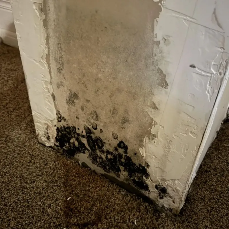 Professional Mold Removal in Fairview, TX